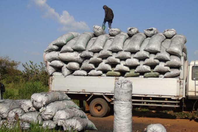 A man stands on top of a truck loaded high with grey charcoal sacks on a rural road, with more sacks piled on the ground